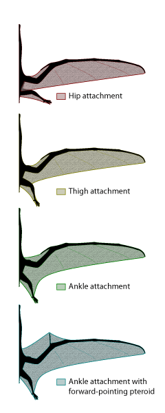 membrane-extent.png