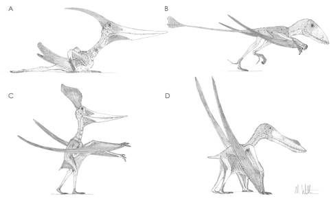 http://www.pterosaur.net/terrestrial_locomotion/image001.jpg